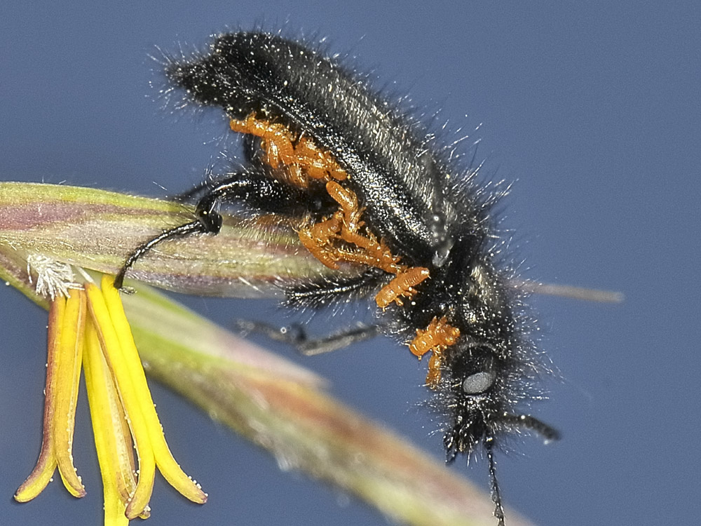 Enicopus pilosus con triungulini 2